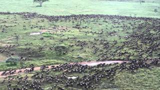 The wildebeest migration arrives in Seronera  Part 3 [upl. by Inoue]