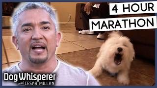 4 Hours Of Dog Whisperer With Cesar Millan [upl. by Miharbi960]