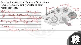 Describe the process of Oogenesis in a human female from early embryonic life till adult repr [upl. by Arracahs]