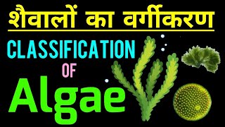 शैवालों का वर्गीकरण  Classification of Algae  Algae in hindi  Algae ka vargikaran  biology [upl. by Sehguh]