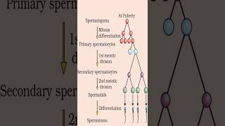 Spermatogenesis ProcessClass 12th Biology 12thbiology biology science cbse zoology 12thbio [upl. by Giverin]