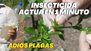 Adiós Plagas en 1 Minuto  Potente Insecticida para cítricos [upl. by Hafeetal]