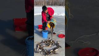 Ice fishing process fish [upl. by Sarchet]