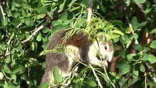 Finlaysons squirrel eating Manila tamarind pods in Kalasin Thailand [upl. by Sondra]