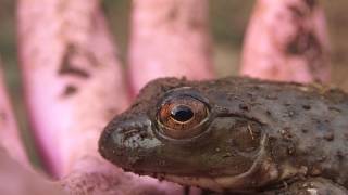 ウシガエルの瞬膜 Bullfrogs Nictitating membrane [upl. by Hsetim216]