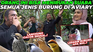 AJAIB ORANG INI BISA MENIRUKAN SUARA BURUNG DENGAN SEMPURNA JALAK BALI LANGSUNG SIAP KAWIN [upl. by Airtemed]