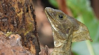 Brown Basilisk Lizard Camouflages Itself Against Tree Trunk in South Florida [upl. by Marve]