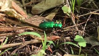 Tiger beetle hunting in the wild Cicindela sexguttata [upl. by Stacy]