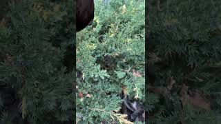 Cats POV of German Shepard outside the bush [upl. by Sabas298]