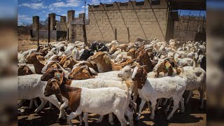 How to start a successful GOAT FARMING Business [upl. by Zashin748]