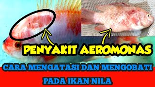 Pengobatan Ikan Nila Terkena Penyakit Aeromonas [upl. by Thorbert]