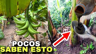 INCREÍBLE TRUCO  Ponle este FERTILIZANTE al plátano para que crezca súper rápido y produzca grande [upl. by Sackville]