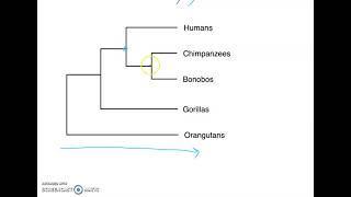 Phylogenetic Tree Basics [upl. by Eeral3]