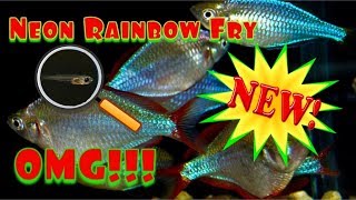 Dwarf Neon Rainbow Fish Fry Praecox Ranbowfish [upl. by Lowe]