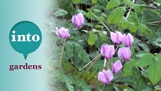 Cyclamen hederifolium Plants for October [upl. by Azenav860]