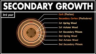 Secondary Growth in Dicot Stem  Anatomy of plants  Class 11 biology  NEET [upl. by Georgeta]