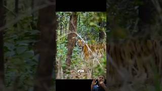 Ketika induk harimau berburu anak nya dalam bahaya animals satwaliar wildlife shorts harimau [upl. by Ynoble]