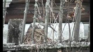 Fieldfare Turdus pilaris nest  part 2 [upl. by Anerys]