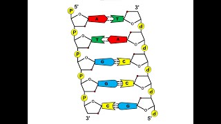 Aufbau der DNA [upl. by Barbabra]