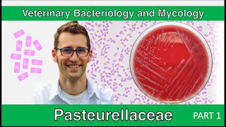 Pasteurellaceae Part 1  Veterinary Bacteriology and Mycology [upl. by Skipton]