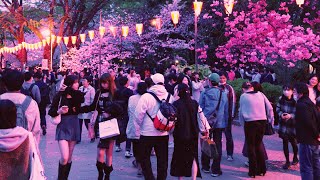 桜シーズン到来！上野の夜桜  Cherry blossom season has arrived Cherry blossoms at night in Ueno Tokyo [upl. by Gnik743]