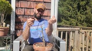 Black Locust Bonsai Pruning [upl. by Ferreby]