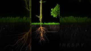 Story of bamboo 🎍story video motivation [upl. by Latoya]