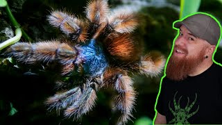 Antilles Pinktoe Tarantula Rehouse  Caribena versicolor [upl. by Nasah621]