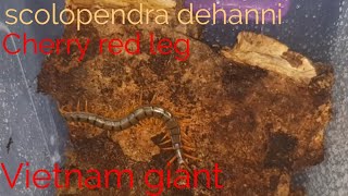 A look at my Scolopendra dehaani cherry red leg [upl. by Winsor462]