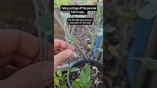 How to take cuttings from perennial kale gardening gardeningtips growyourownfood [upl. by Akiemahs]