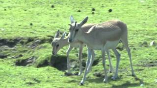 Perzische Kropgazelle Safaripark Beekse Bergen [upl. by Arah]