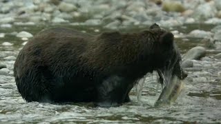 Grizzly Bear Hunts Salmon  How Nature Works  BBC Earth [upl. by Suoivatnod549]