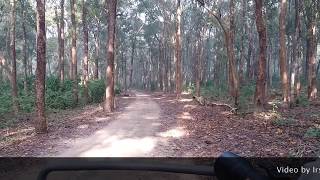 A Tiger roaring in Corbett January 2018 [upl. by Meid766]