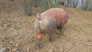 Spring day at Duroc Farm Romania🐗 [upl. by Nyrhtak]