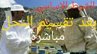 الشرط الاساسي بعد التقسيم مباشرة منذ اليوم الاول [upl. by Beeck653]