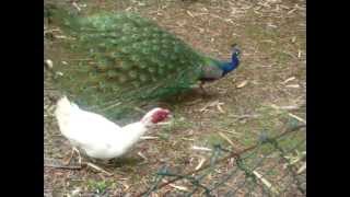 Peacock and Muscovy Duck [upl. by Duff]