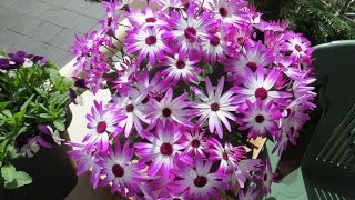 My Senetti [upl. by Pulchi413]