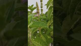 Indian catmint plant shortvideo nature beautiful plants [upl. by Ynattyrb]