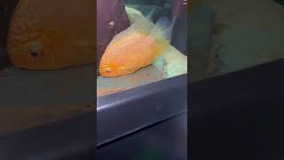 My Severum Cichlids Breeding amp Laying Eggs [upl. by Mellins]