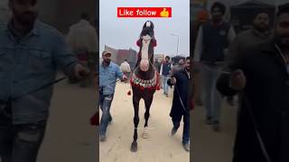 Stelion horse viral shortsviral viralvideo follow 💥 [upl. by Camilo]