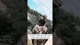 النسر الملتحي الوحيد الي يأكل العظم كاملطيوراكسبلورexploretrendingforyouقرآنshortsbeardfood [upl. by Dav]