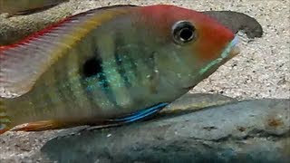 Geophagus Orangehead Tapajos Breeding [upl. by Enortna]