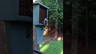 Carolina Chickadee at the Backyard Suet Feeder [upl. by Terchie]