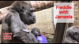 Baby Gorilla  Jameela 9 with Kunda  April 21 gorillas [upl. by Pepper185]