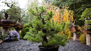 How to Trunk Bend a FieldGrown Pine Bonsai [upl. by Jalbert]