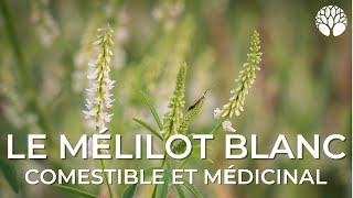 Mélilot blanc  les propriétés culinaires médicinales et les risques [upl. by Iah]