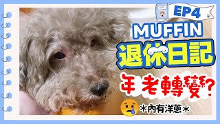 【🐶MUFFIN退休日記4】變得「不怕行雷⚡️」的原因😢？年老的轉變⚠️ [upl. by Pollux243]