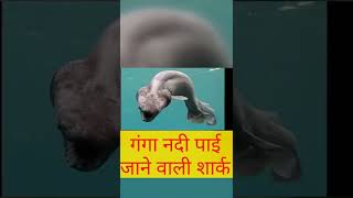 गंगा नदी में पाई जाने वाली शार्क  Ganges Shark  shorts [upl. by Cherry641]