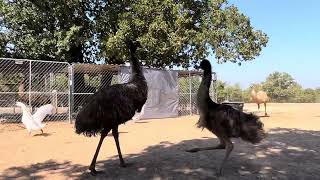 Emu Chick Chasing Geese emu geese farmlife [upl. by Levenson]