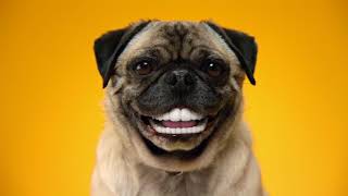 Doggy Dentures  PEDIGREE® DENTASTIX® Commercial [upl. by Anihs]